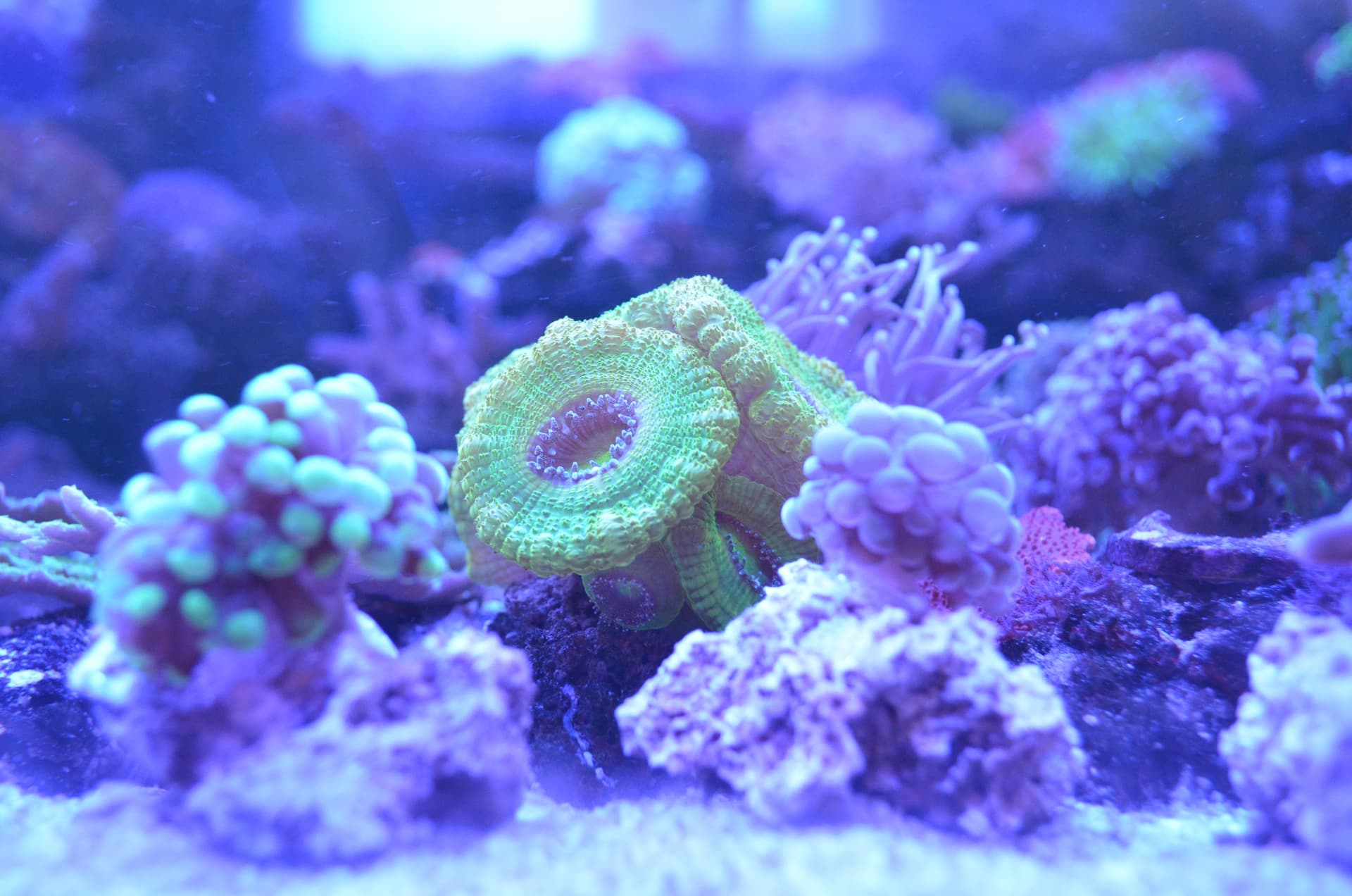 Reef & Marine